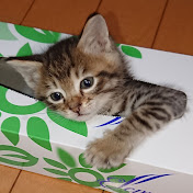 猫と小判