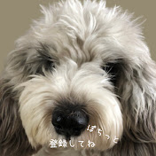 ぽちちゃんねる petit basset