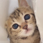 落ち猫あめちゃん