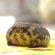 かえるのパンパムーニーぷらす
